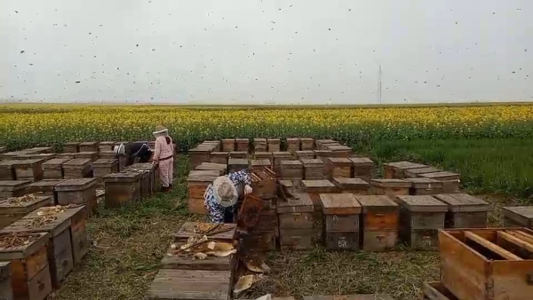 疫情下关注蜂农转场：错过花期半年白干