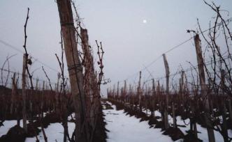 可持续种植成葡萄酒行业趋势