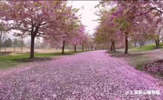 云赏花：上海辰山植物园的樱花烂漫