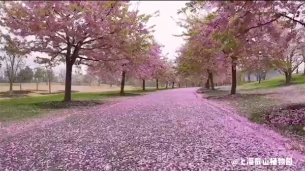 云赏花：上海辰山植物园的樱花烂漫