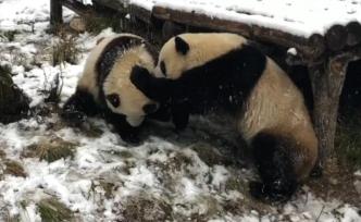 萌翻！两只大熊猫雪地里“相爱相杀”