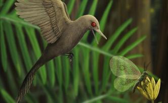 中美团队亿年琥珀中发现最小恐龙！蜂鸟大小，眼大，牙齿百颗