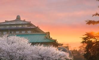 武汉大学将免费“云赏樱”，为期十天