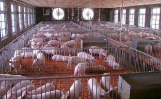 江苏规划和在建万头猪场达80多个，推进自动化、数字化养猪