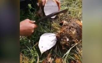 疫情影响，湖北蕲春一农民八万斤香芋滞销
