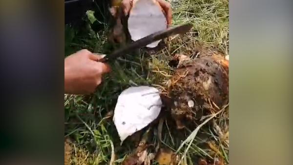 疫情影响，湖北蕲春一农民八万斤香芋滞销