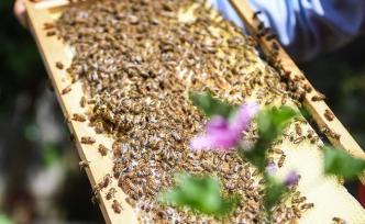 农业农村部紧急通知：切实打通堵点促进养蜂业全面复工复产