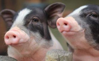 中国农科院升级发布三项技术：防控非洲猪瘟，支撑猪场复养