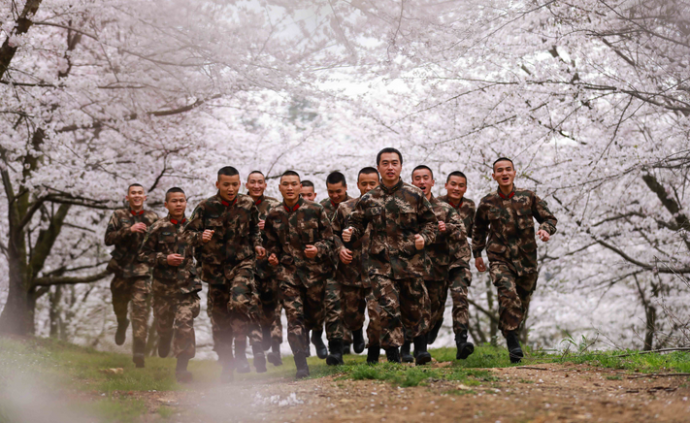 浪漫又硬核！武警万亩盛放樱花林中练兵