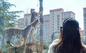 上海野生动物园今恢复开园，部分游乐项目和马戏剧场仍关闭