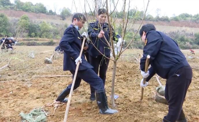 城管植树上千棵，垃圾填埋场换“绿”装