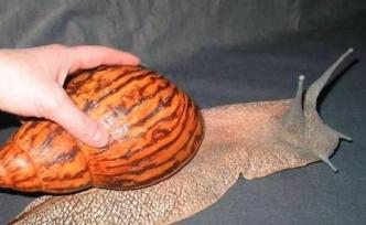 江苏张家港海关截获外来有害生物活体非洲大蜗牛，已被熏蒸　