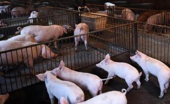 三部门：完善临时贷款贴息补助政策，促进生猪稳产保供