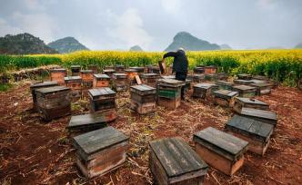 蜜蜂与现代农业：从“取一半，留一半”到“送蜜蜂上战场”