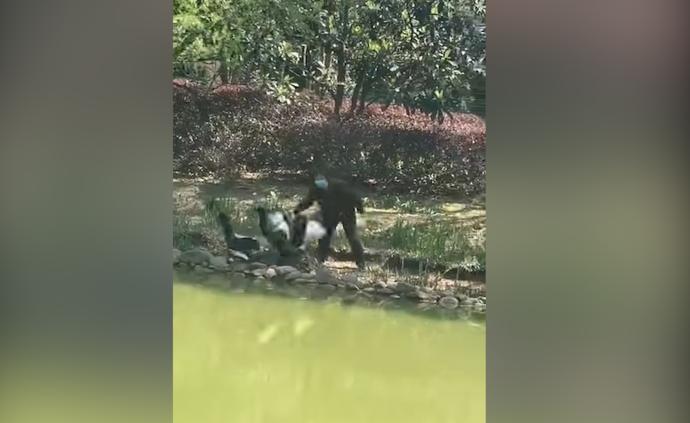 上海某小區老人抽打天鵝偷蛋,物業已報警