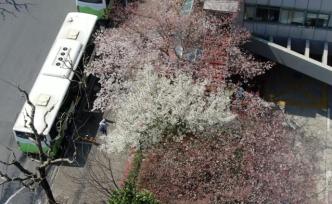 申城最美公交车站，近日樱花盛开