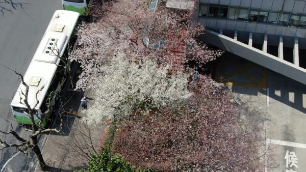 申城最美公交车站，近日樱花盛开