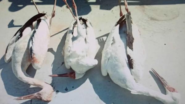 5只白鹤中毒3只死亡，警方悬赏3万