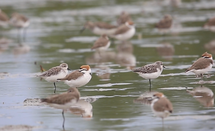 湛江發(fā)現(xiàn)34只勺嘴鷸，數(shù)量比大熊貓還少