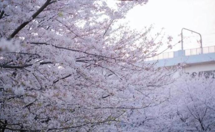 上海“最美地鐵口”櫻花怒放,游客追捧