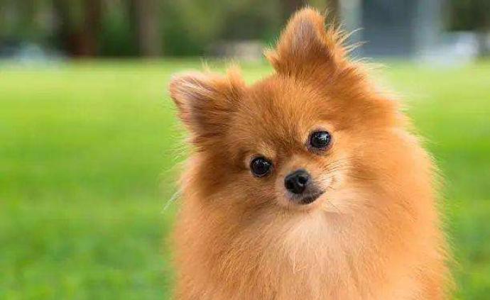 香港渔护署证实:一松鼠狗新冠病毒血清测试呈阳性