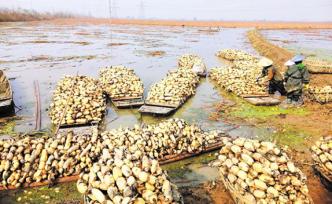 湖北鲜活农产品外销受阻，农业农村部和兄弟省份伸援手