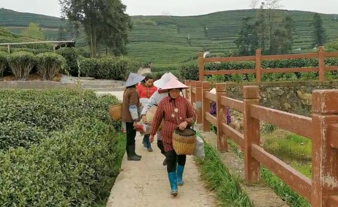 探訪杭州龍井茶村，茶農(nóng)稱收購價降了3成