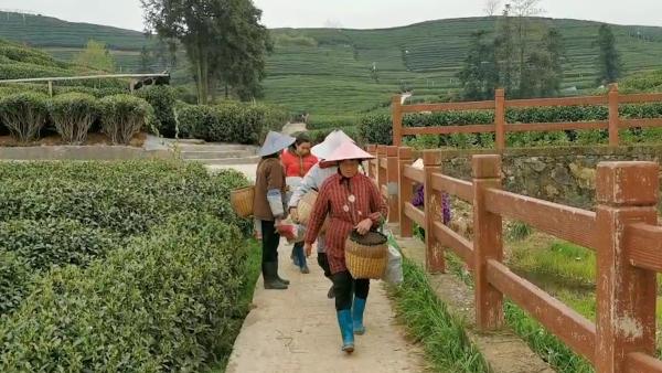 探访杭州龙井茶村，茶农称收购价降了3成
