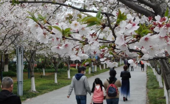 上海高东樱花园，花期正旺人气高