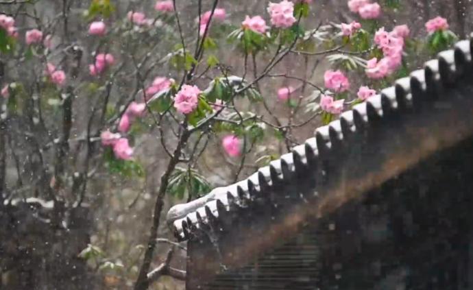 神农架迎降雪，高山杜鹃顶雪开放