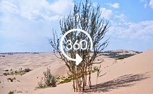 360°全景｜庫布其：向世界提供防治荒漠化“中國方案”