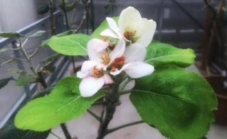 五年前“牛顿苹果树”落户上海，今年又开出一簇簇粉红小花