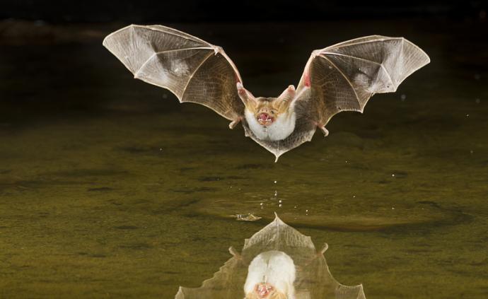 暗黑医疗:古代医学中的蝙蝠入药