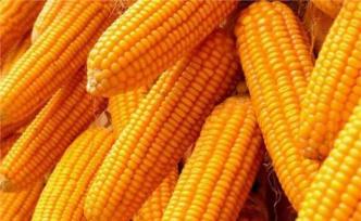 欧洲食品安全局对一转基因玉米品种续授权评估：无新安全风险