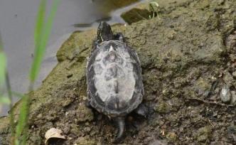 深圳：经人工繁育、饲养的龟、甲鱼不列入禁食范围