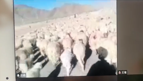 大学网课趣事多，西藏学生边上课边放羊
