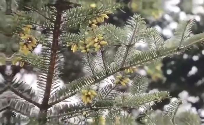 瀕危物種百山祖冷杉開花：原生樹僅三株