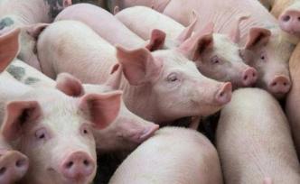 河南三门峡市非洲猪瘟疫区解除封锁