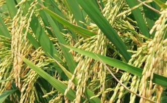 海南省农科院成功选育水陆两用稻新品种，可在水田或旱地种植