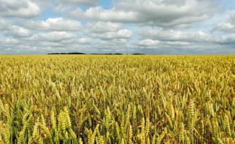 农业农村部：今年稻谷、小麦种植面积要继续稳定在8亿亩以上
