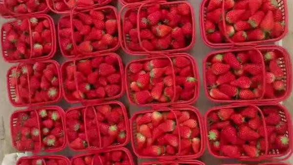 三百多斤新鲜草莓，送给归来白衣战士