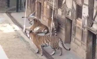 云南野生动物园回应“钓老虎”互动项目：立即整改