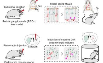 神经退行疾病治疗新途径：中国科学家为小鼠再生视神经节细胞