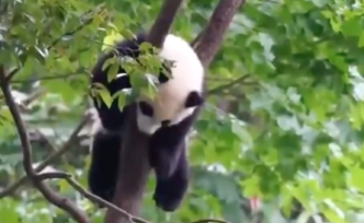 圈养大熊猫用上人脸识别，网友：再也不会傻傻分不清了