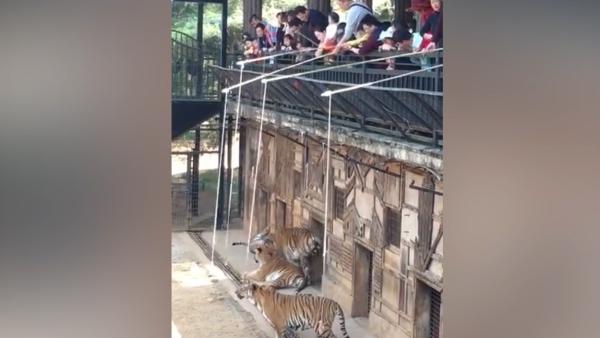 动物园“钓老虎”，园方表示已整改