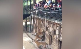 动物园里钓老虎，实为喂虎已整改