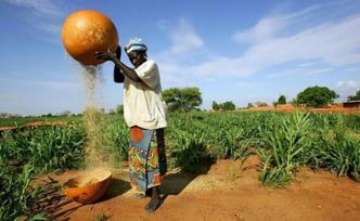 非洲疫线｜新冠疫情下，非洲粮食安全面临窘境
