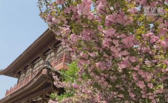 最美人间四月天，青龙寺的樱花开了