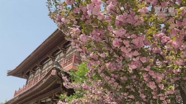 最美人间四月天，青龙寺的樱花开了