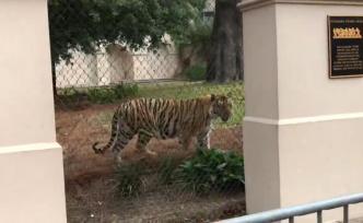 美国一大学加增护栏保护老虎：防被人传染
